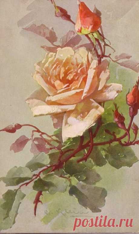 (723) Catherine Klein victorian postcard | Victorian Flowers