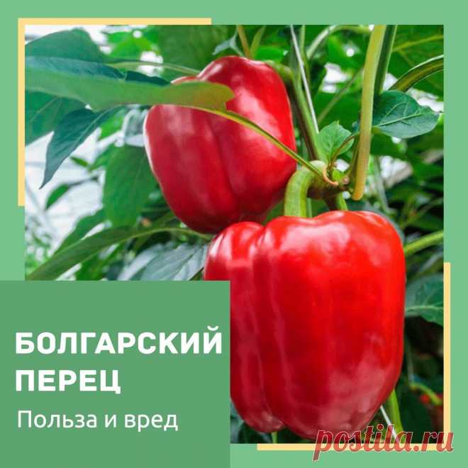 БОЛГАРСКИЙ ПЕРЕЦ. ПОЛЬЗА И ВРЕД!🤔

Вкусный, сочный болгарский перец - любимец многих гурманов!
Полюбился он за счет своей свежей сочной мякоти. Используют овощ для приготовления салатов, закусок, гарниров, заготовок и просто едят в сыром виде.

Не многие знают, что количество витаминов в перце зависит от цвета. А самый большой концентрат полезных веществ находится в семенах и белой мякоти около серединки.

 ️Красный и оранжевый болгарский перец содержит каротин и ликопин,...
