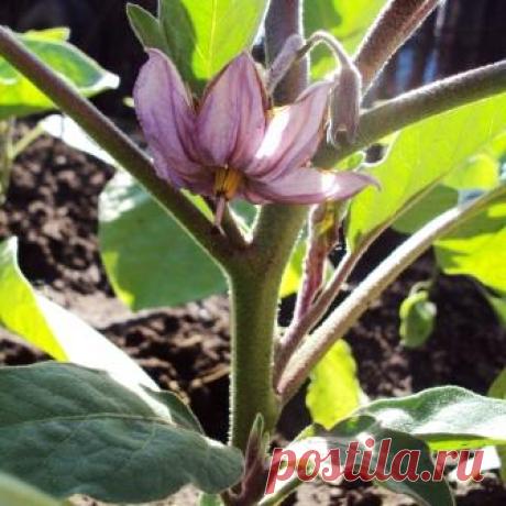 Выращивание баклажан - уход, полив, подкормки, сбор урожая.