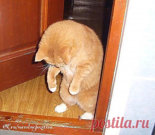 Я к тебе вернулся, Мура!!! Извини, не взял цветы..... Ташка, Муська,, Дуська...-ДУРЫ....Понял я- всех лучше- Ты !!