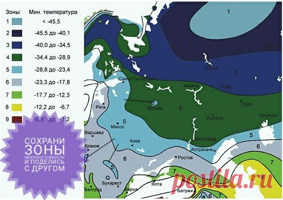 Форумы для садовода- интересно и полезно. 
И свои знания покажешь и узнаешь что - то полезное - лайфхаки садовые. 
Живое общение - это ВЕЩЬ!!! Но не всегда нужная. 
Печальная история: знакомая начитавшись на форуме советов 