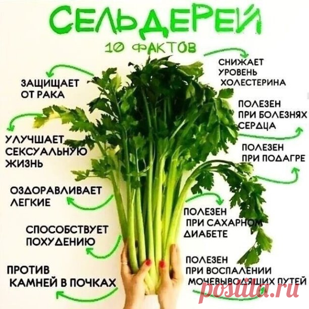 Вот почему в вашем рационе должно быть много зелени 🥬 

Запоминаем