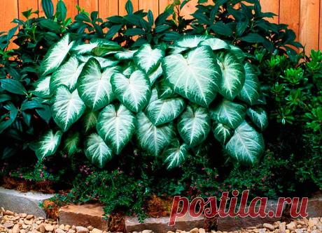 Комнатное растение Каладиум (Caladium). Температура:  в период вегетации около 24-26 0 С, Зимой - 18-20 0 С.

Освещение: светлое, рассеянное.

Полив: не слишком интенсивный.

Влажность: нужно регулярно опрыскивать теплой мягкой водой. Листья очень нежные, поэтому их нельзя протирать влажной тряпочкой.