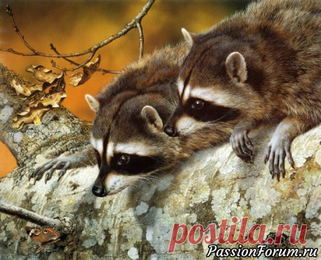 Животные и птицы