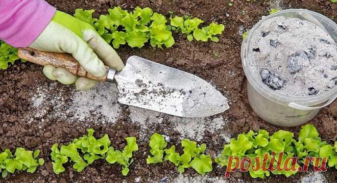 Древесная зола: использование в саду и огороде | Журнал 