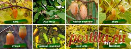 WEB САД - Статьи - Актинидия. Уникальные и новые сорта российской селекции