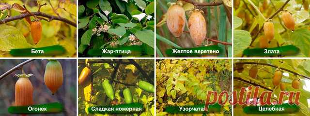 WEB САД - Статьи - Актинидия. Уникальные и новые сорта российской селекции