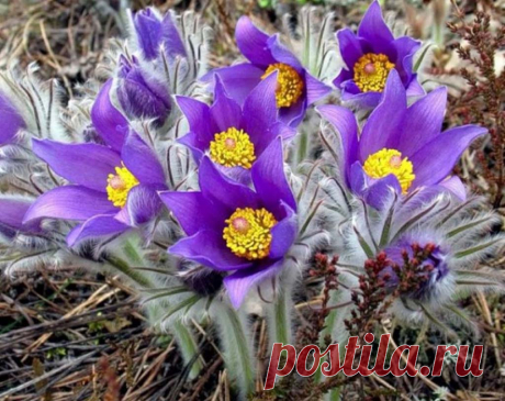 Прострел раскрытый, или Сон-трава (лат. Pulsatílla pátens)