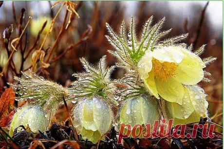 Подснежник (Татьяна Ивлева 2) / Стихи.ру - национальный сервер современной поэзии