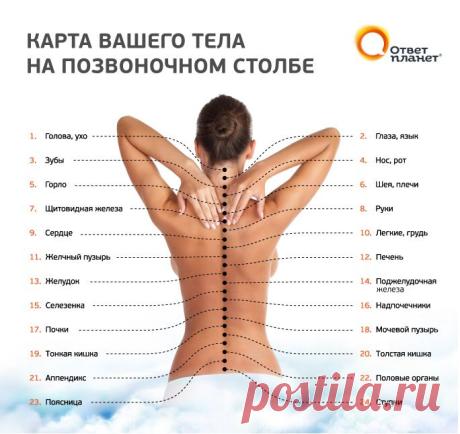 Гороскоп на сегодня, гороскоп на неделю - Карта вашего тела на позвоночном столбе