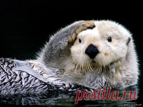 А это – Калан, или морская выдра