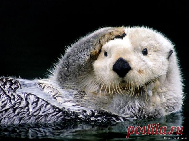 А это – Калан, или морская выдра