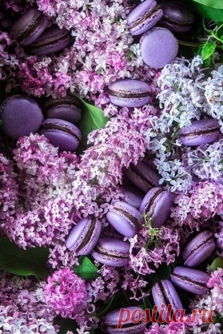 Этот запах любимой сирени,
Ностальгией пройдется по душам...
Наташа Плугарева