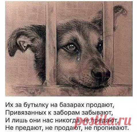 Животные