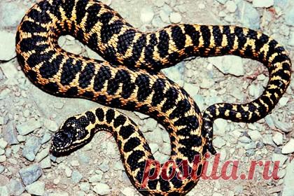 Теплая осень в российском регионе помешала гадюкам заснуть. Теплая погода, установившаяся в ноябре, влияет на жизнь обитателей Сочинского нацпарка — некоторые виды змей не ушли на зимовку. В парке рассказали, что листопад в нижних поясах гор до 300 метров все еще не начался, хотя обычно начинается на месяц раньше. Продолжается цветение осеннецветущих сложноцветных растений.