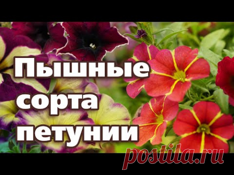ЛУЧШИЕ СОРТА ПЕТУНИИ СЕЗОНА 2020.  ОБЗОР САМЫХ КРАСИВЫХ