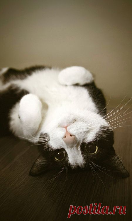 Мифы о кошках.