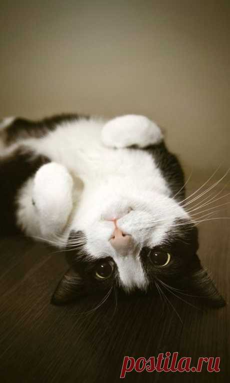 Мифы о кошках.