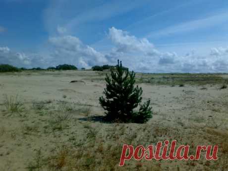 курский залив,дюны