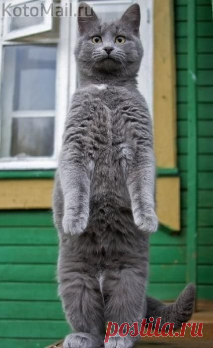 Смирно! | KotoMail.ru