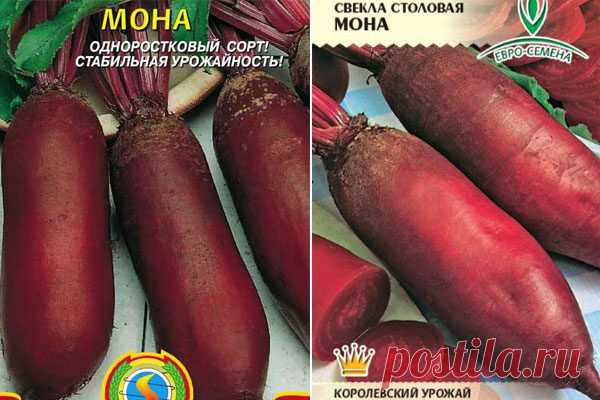 Свекла Мона: описание сорта, фото, отзывы, характеристика, достоинства и недостатки, особенности выращивания, урожайность
