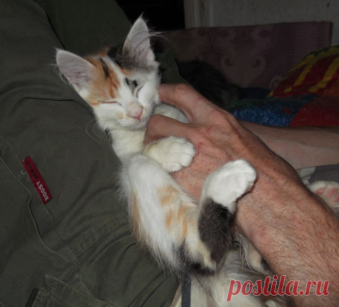 И за ушком, и по брюшку, и по спинке, будьте добры.