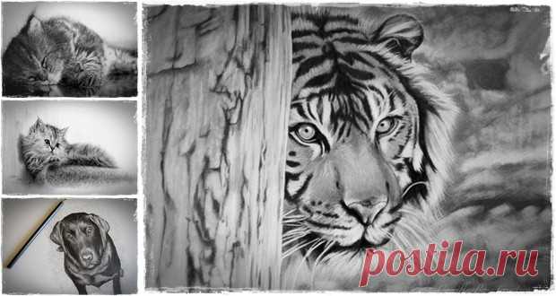 40 красивых и реалистичных эскизов животных для вашего вдохновения