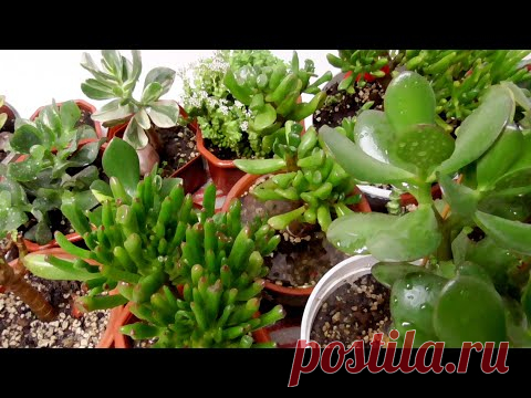 КАК ПОЛИВАТЬ ДЕНЕЖНОЕ ДЕРЕВО, ТОЛСТЯНКУ.