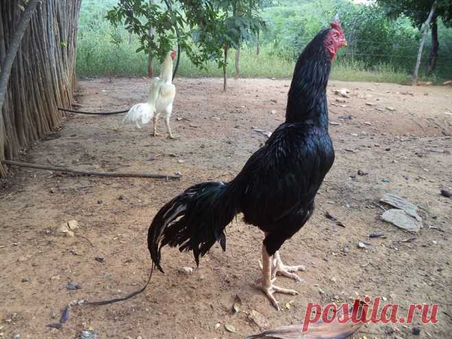 Jhone de Sousa