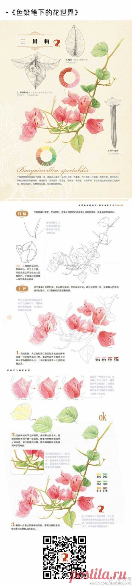 彩铅 步骤 教程 @没有不高兴的没头脑采集到我们一起来画画吧~(370图)_花瓣