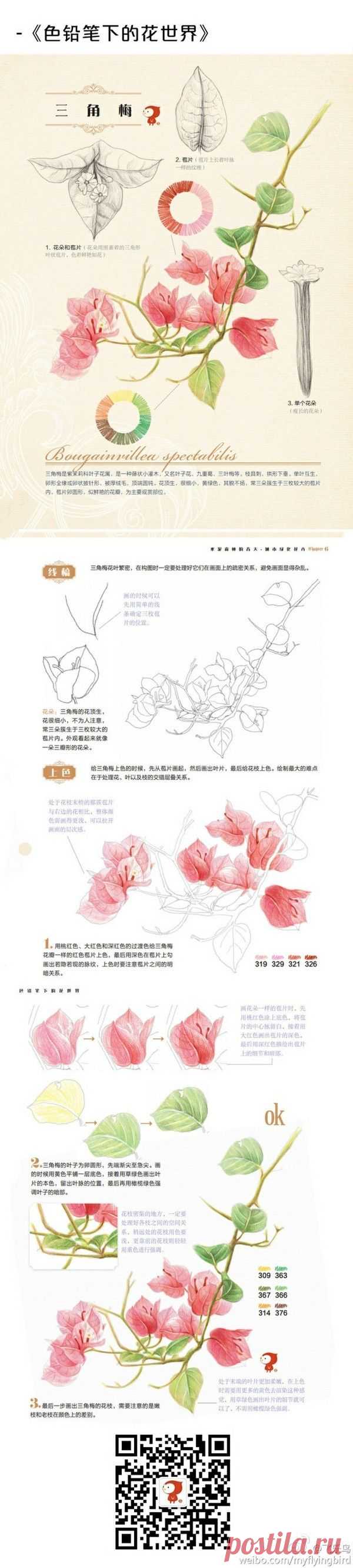 彩铅 步骤 教程 @没有不高兴的没头脑采集到我们一起来画画吧~(370图)_花瓣