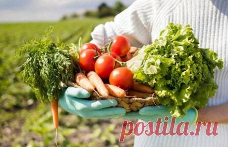 Удачные соседи: какие культуры можно выращивать рядом на огороде