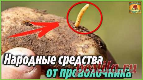 Как навсегда избавиться от проволочника на дачном участке народными средствами Делюсь своими дачными секретами