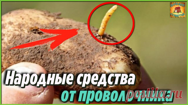 Как навсегда избавиться от проволочника на дачном участке народными средствами Делюсь своими дачными секретами