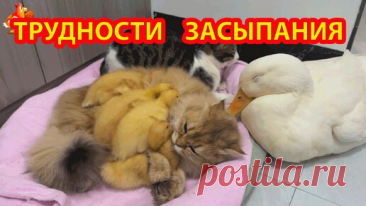 Всем спать ❗ Кошка привела утят поспать 🐱 Кот протестовал и смирился 😂 Утке места не хватило в лежаночке 🥰 | Курочка | Дзен