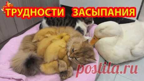 Всем спать ❗ Кошка привела утят поспать 🐱 Кот протестовал и смирился 😂 Утке места не хватило в лежаночке 🥰 | Курочка | Дзен