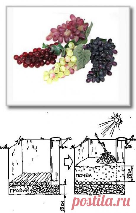 Технология выращивания винограда » Самоделки своими руками - сделай сам