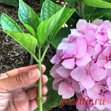 Дачникам. Конец лета — это оптимальное время для черенкования гортензий