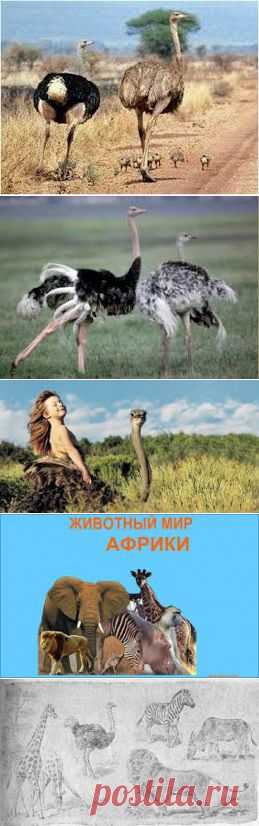 животные африки фото - Поиск в Google