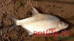 Ловля леща летом