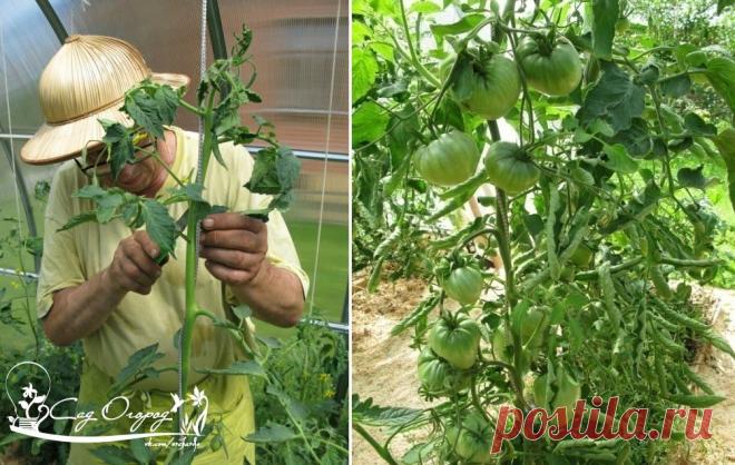 ТОМАТЫ И ПАСЫНКОВАНИЕ: СУТЬ МЕТОДА