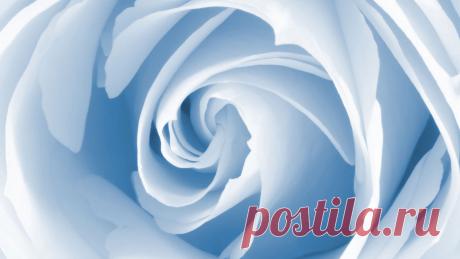 Голубая роза скачать фото обои для рабочего стола