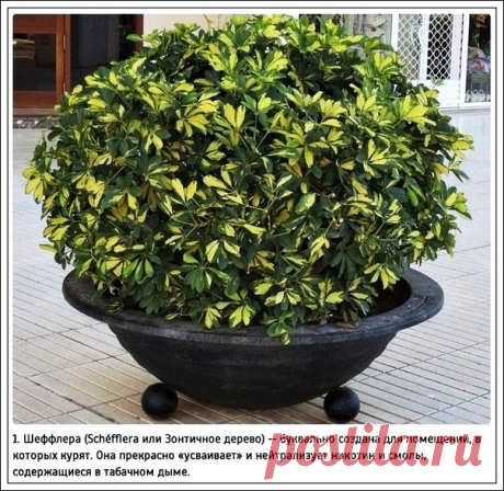 Растения которые очищают воздух