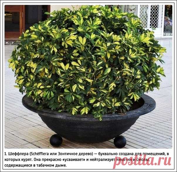 Растения которые очищают воздух