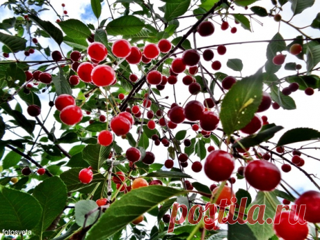 Вишнёвый дождь 🍃🍒🍒🍒