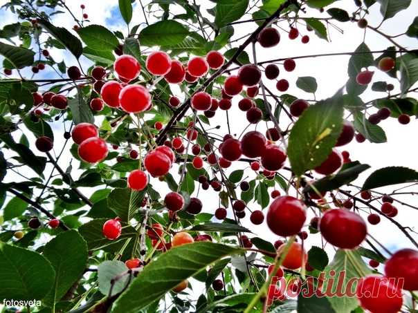 Вишнёвый дождь 🍃🍒🍒🍒