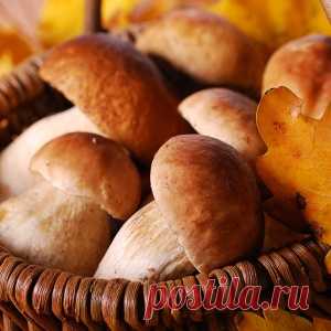 Необычные рецепты из грибов, которые стоит попробовать приготовить