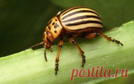 Топ-25 животных с самыми странными защитными механизмами | Разно Всяко