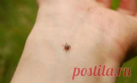 Клещ больше не укусит: дедовский таежный способ