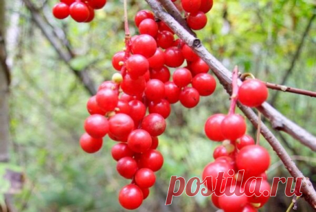 Посадите лимонник китайский